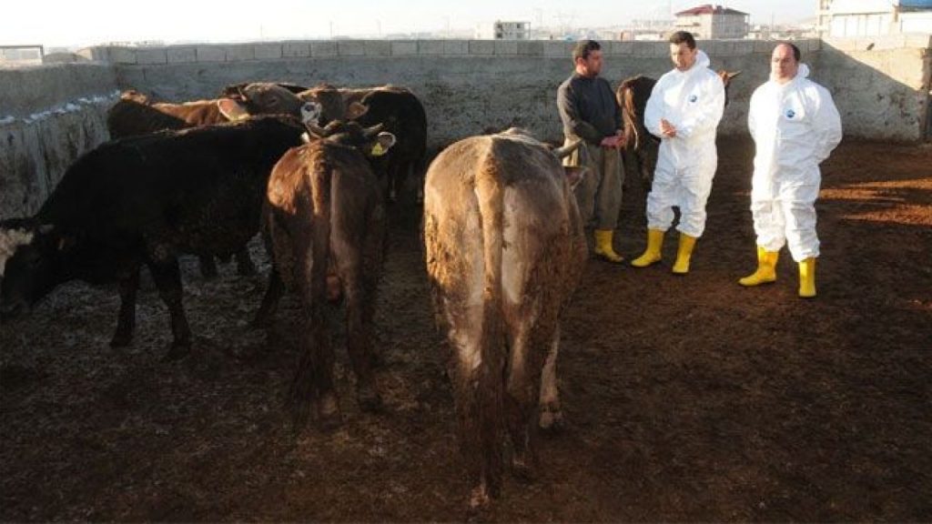 Tarım ve Orman Bakanlığı’ndan Şap Hastalığı Açıklaması