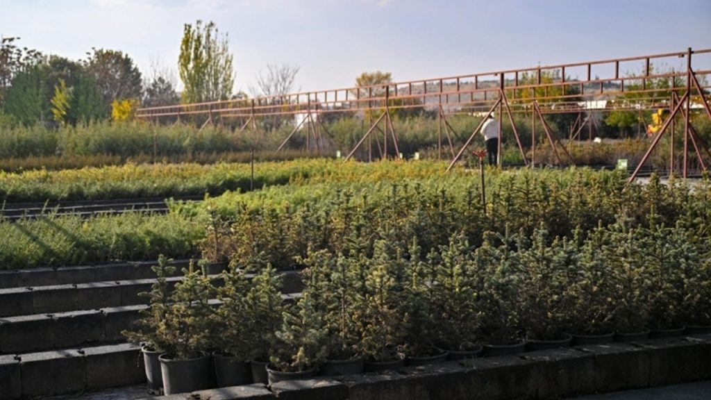 Türkiye’de 2024 Seferberliği ve Ağaçlandırma Çalışmaları