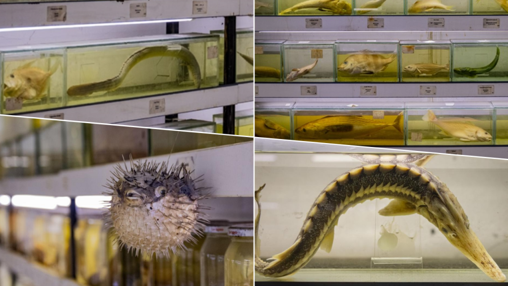 Türkiye’de Balık Türleri Hızla Azalıyor, Tedbirler Şart