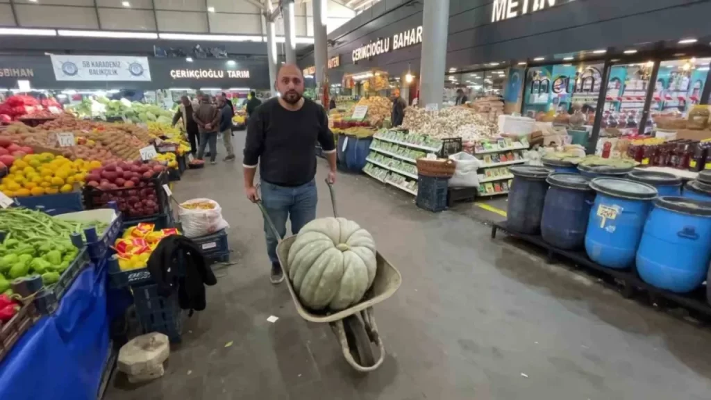 Ulaş’ta dev bal kabağı görenleri şaşırtıyor