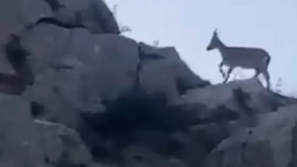 Yaban keçileri Yazıhan ilçesinde vatandaşlar tarafından görüntülendi