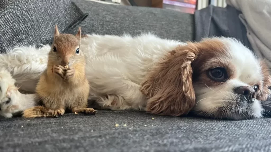 Yasa Dışı Üretilen Sincap Tedavi Edilmek Üzere Yurt Dışına Gönderildi