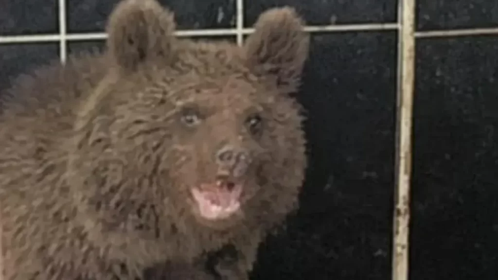 Yavru ayı tedavi edildi ve doğaya bırakılacak