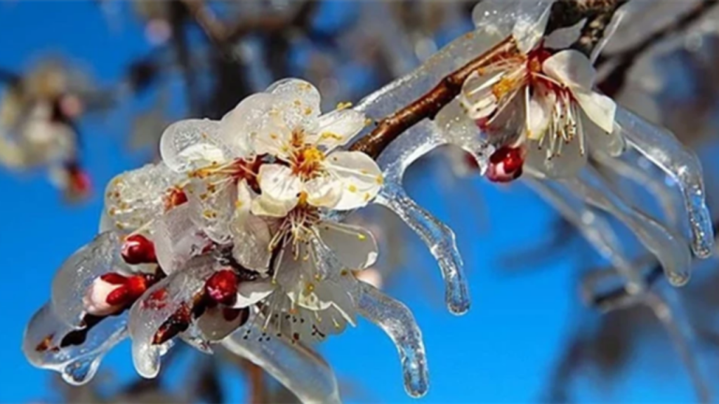 Zirai Donm nedeniyle 798 milyon lira destek ödemesi yapılacak