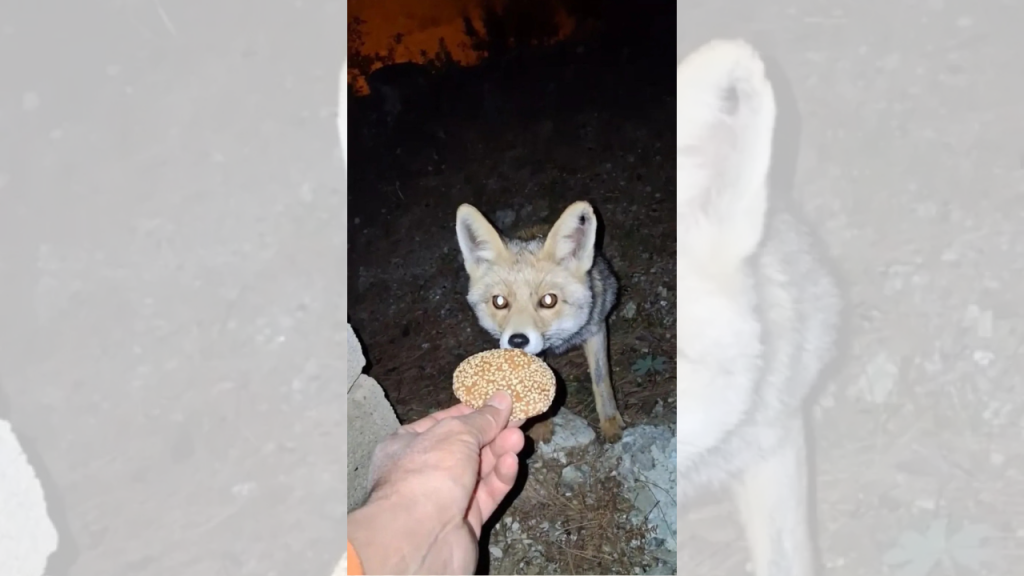 Zorkun Yaylası’nda Tilki ve Fırıncı Arasındaki Sürpriz Karşılaşma