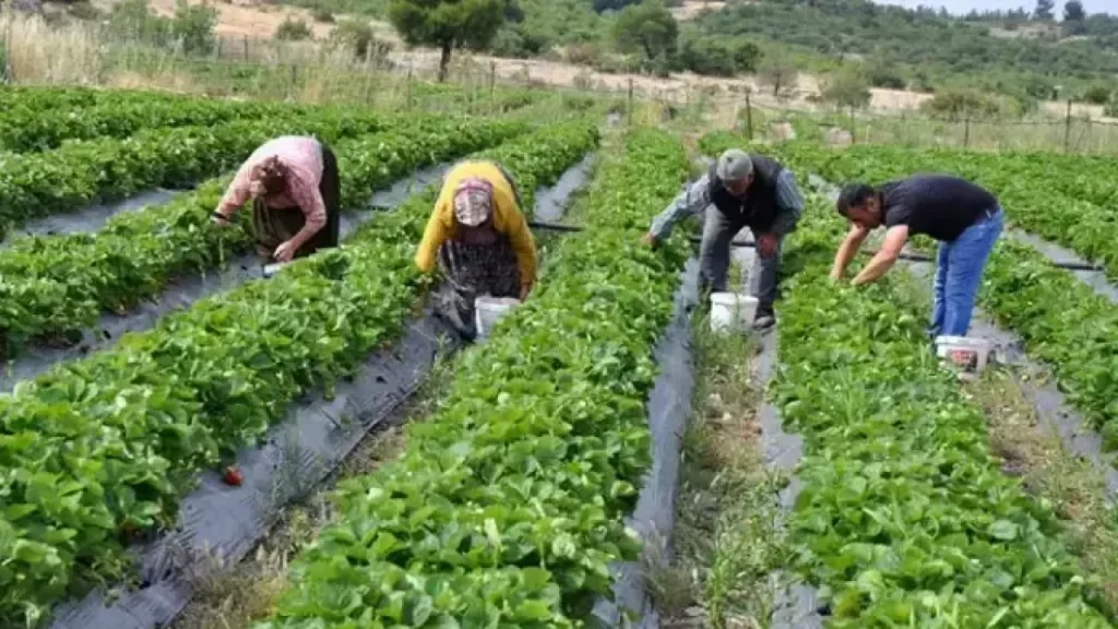 2025 Bitkisel Üretim İstatistikleri Açıklandı