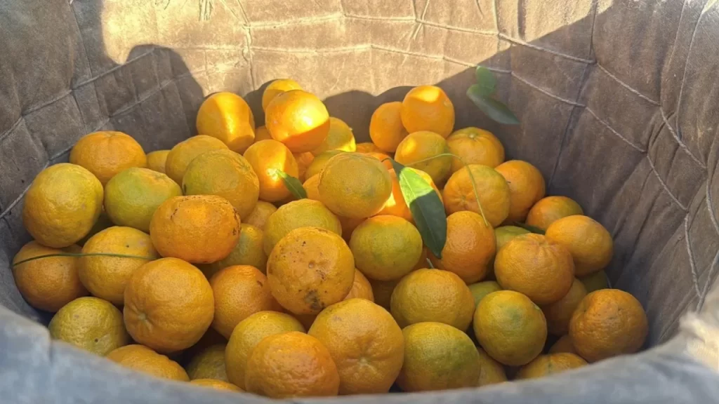 Bodrum Mandalinası Hasadı Başladı, Rekolte 3 Bin Tonun Altında