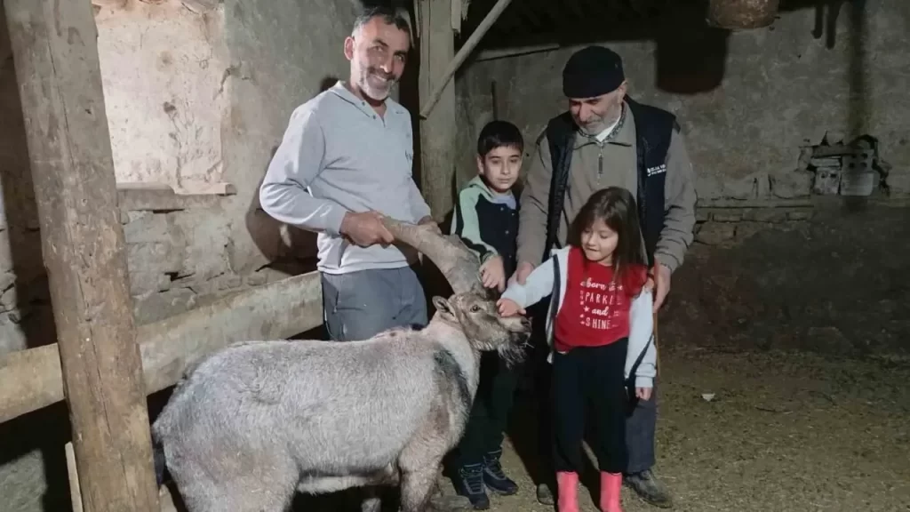 Dağ keçisini yaralı halde bulan köylü hayvanı tedavi etti