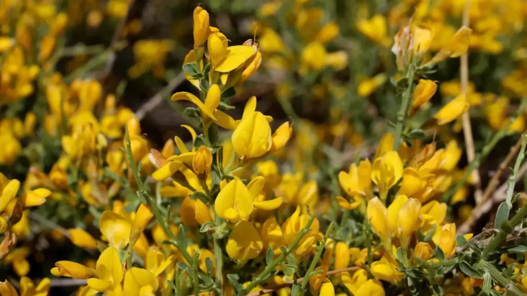 Ermenek’te Yeni Bir Endemik Bitki Türü Keşfedildi