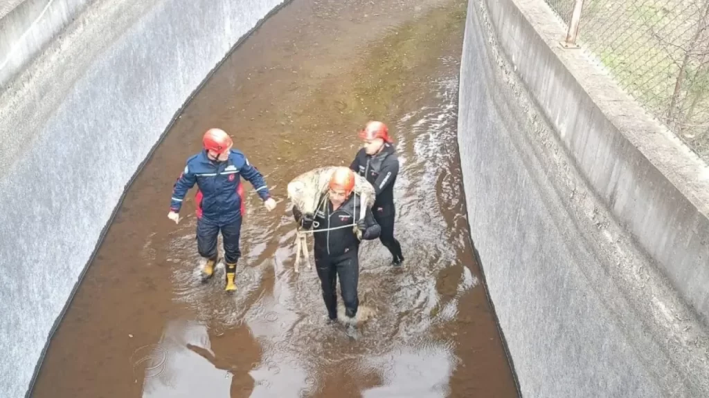 Gökçebayır Mahallesi’nde bulunan hidroelektrik santralinde karaca kurtarıldı