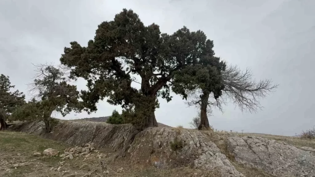 Günçalı Köyündeki 508 Yıllık Ardıç Ağacı Koruma Altında