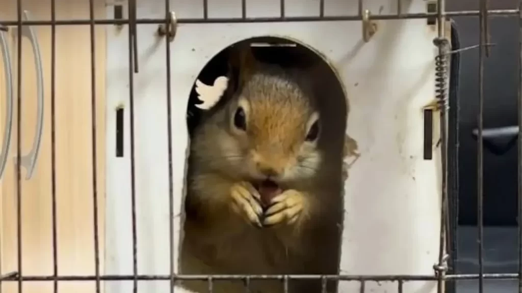 İstanbul Güngören’de minik sincap kurtarıldı