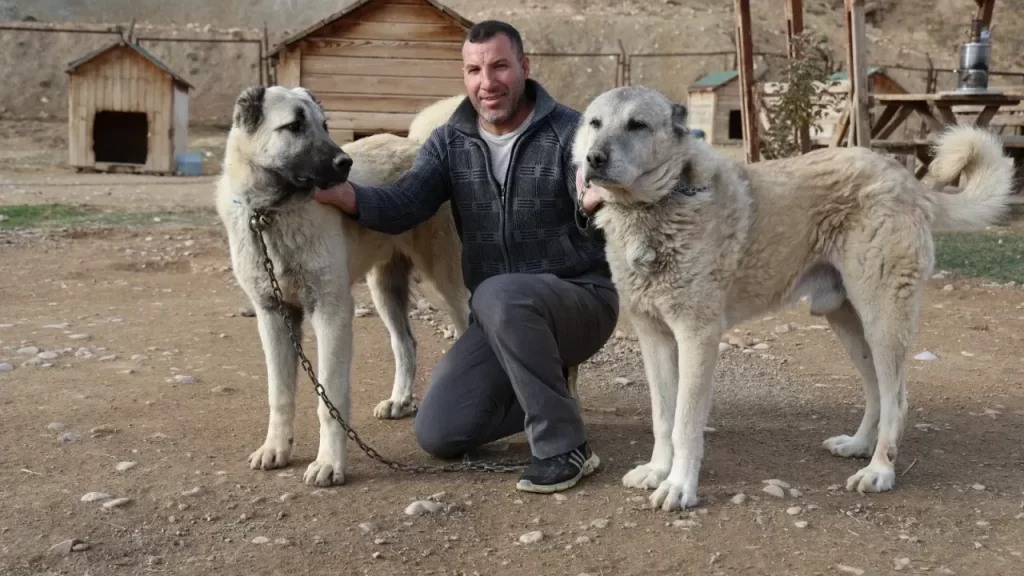 Kangal köpekleri tüy değişimini çeşitli iklim etkileriyle yaşıyor
