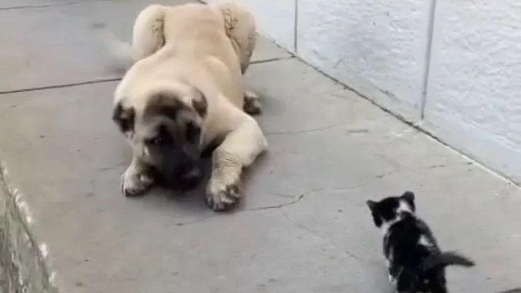 Kediler ve köpekler arasındaki ilişkide değişen dinamikler