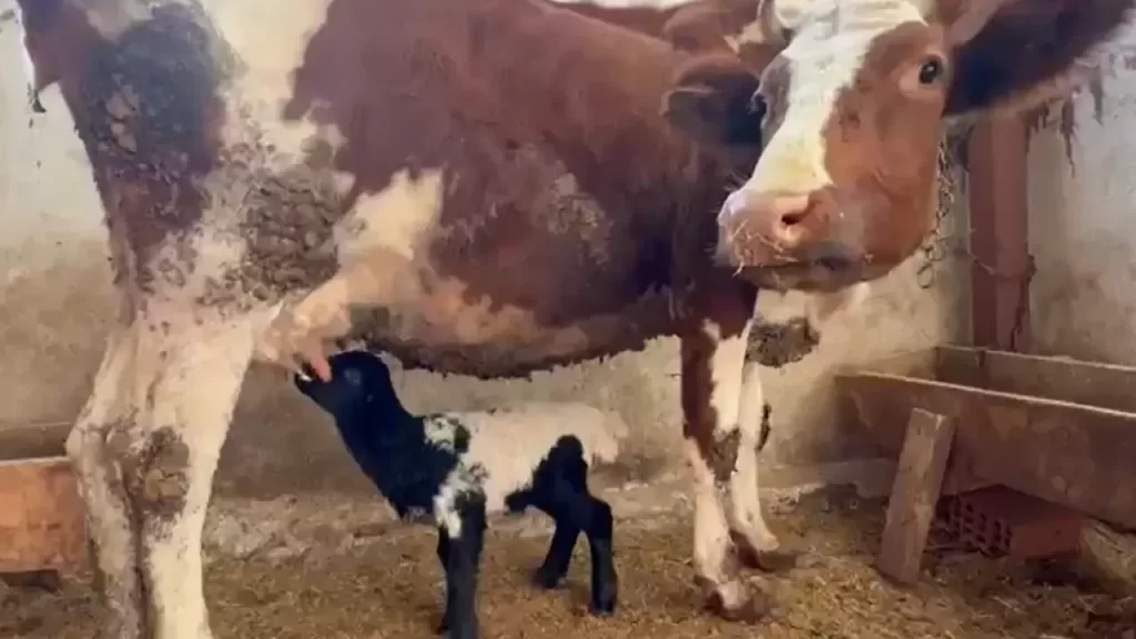 Küçükbaş Hayvan Doğum Sonrası Gelişen İlginç Bağlılık Hikayesi