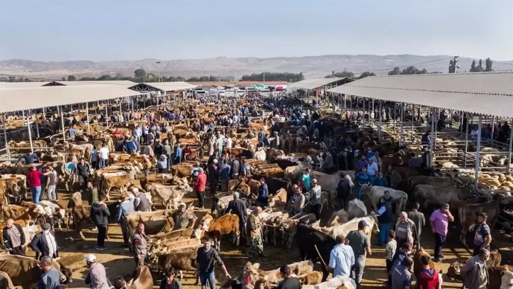 Şarkışla Hayvan Pazarı, Hijyen ve Sağlık Önlemleriyle Yeniden Açılıyor