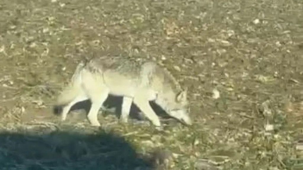 Şehir Merkezlerine İnen Kurtlar Vatandaşları Tedirgin Ediyor