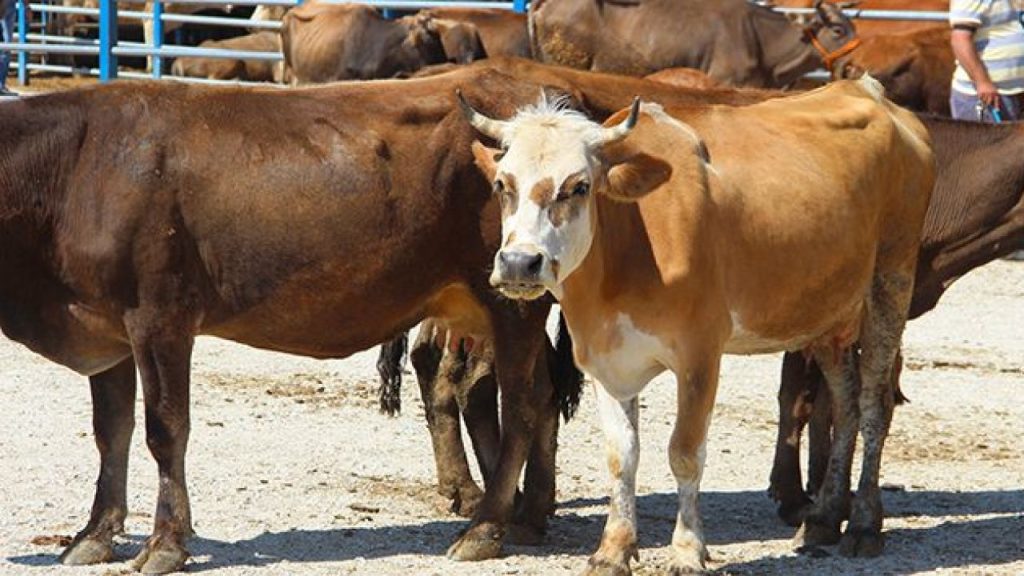 Sivas’ta 2026 Kurban Bayramında Kurbanlık Satış Alanı Belirlendi