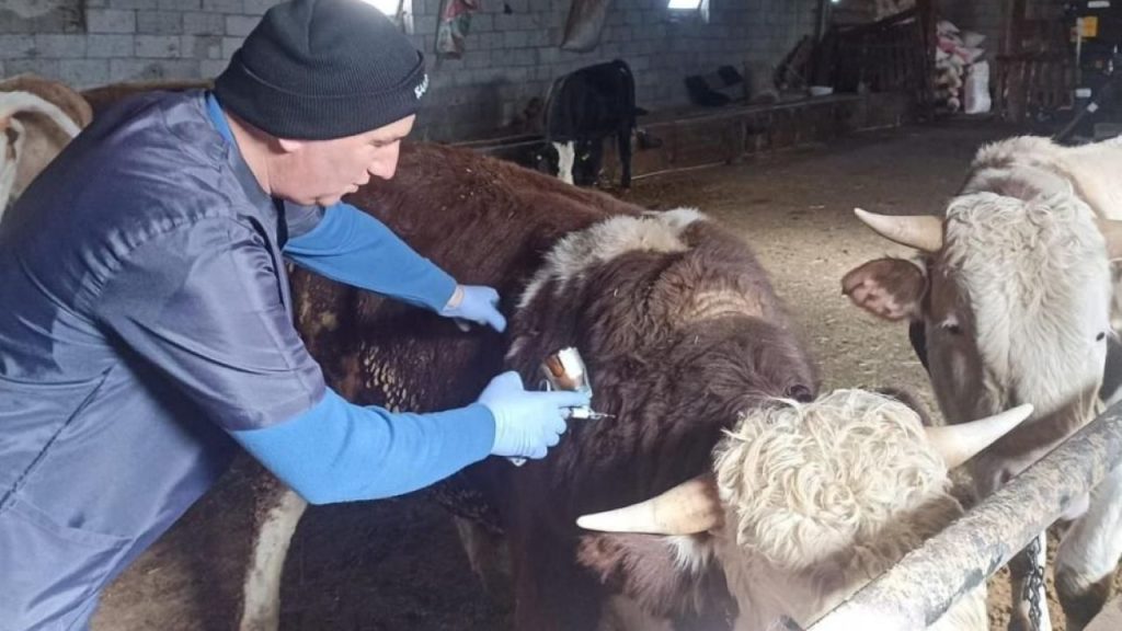 Sivas’ta Büyükbaş Hayvanlara Şap Aşısı Seferberliği Hızla Sürüyor