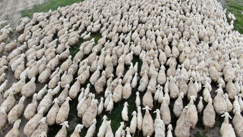 TİGEM’den Sivas ve 7 ilde toplam 254 işçi alımı duyurusu