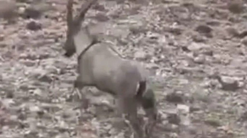 Yaralı Dağ Keçisi Koruma Altına Alındı ve Doğaya Salındı