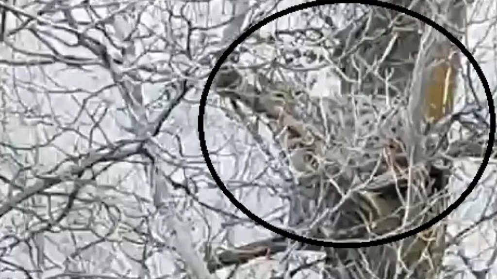 Yıldızeli’nde vaşak görüntüsü dikkat çekti