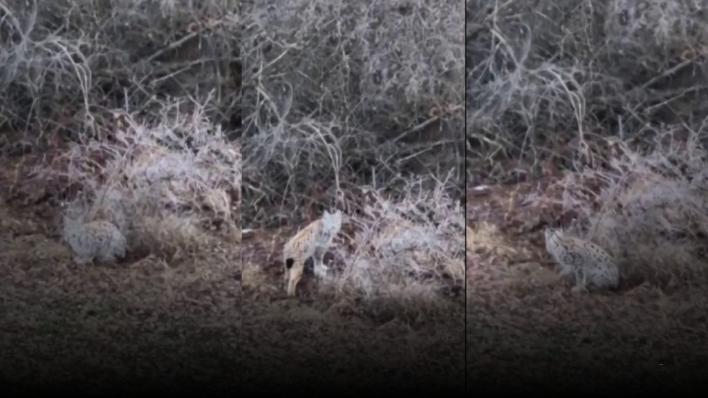 Zara’da Görülen Vaşak Doğal Hayatın Nadir Gören Gözdesi Oldu