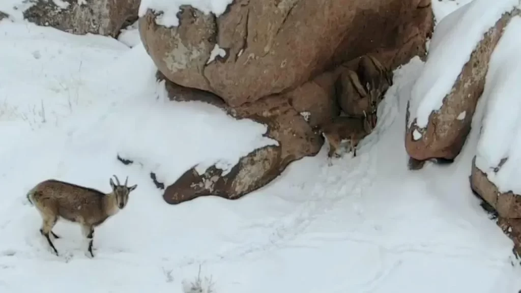 Dağ keçileri, kent yakınlarında yavruları ile görüntülendi