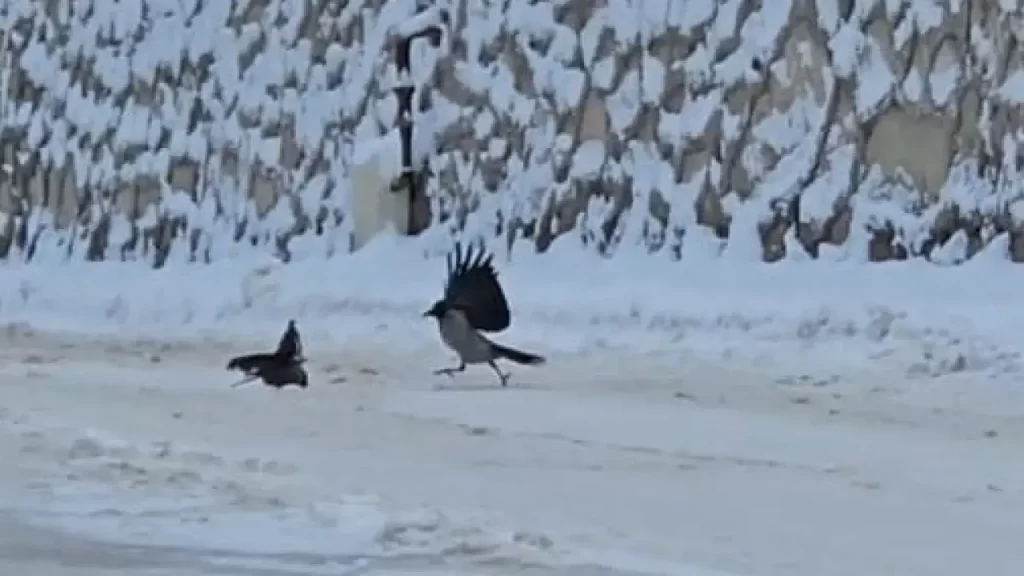 Darende’de Kar Yağışı Kargalara Zor Anlar Yaşattı