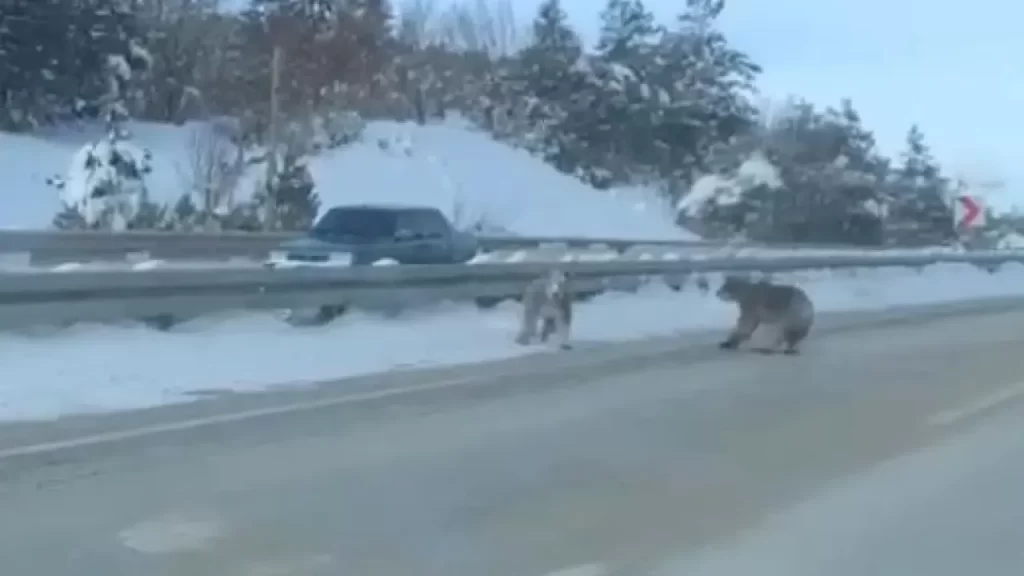 Devrekani’de Bozayılar Yolda Görüldü: Drone Kameraları Çekti