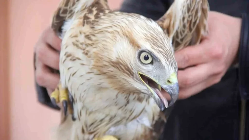 Gençlik Merkezi Bahçesinde Hareket Edmeyen Şahin Kurtarıldı