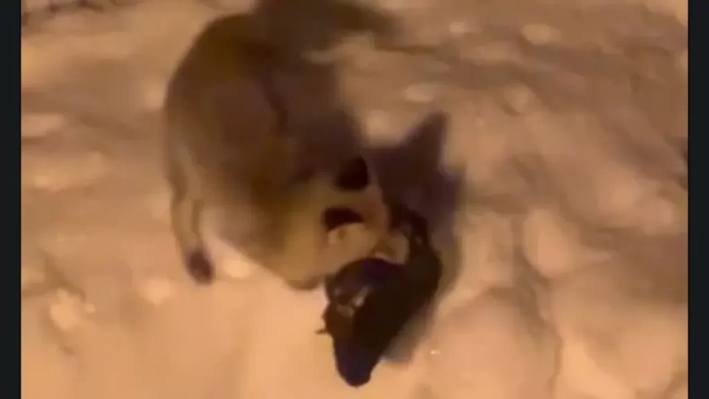 Hakkari’de tilki, koyun kümesine girip tavuk aldı