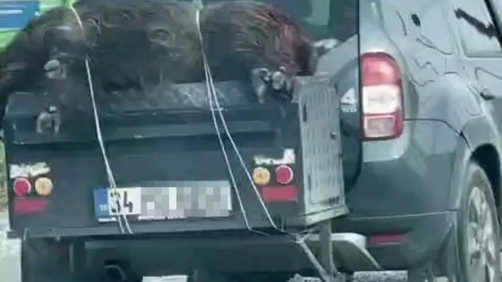 İstanbul’da Ölü Domuz Araca Bağlanmış Şaşırtıcı Görüntü