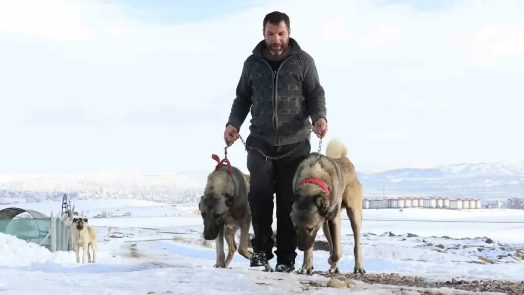 Kangal Köpekleri Kar Yağışıyla Daha Canlı ve Uyuşmaz Oldu