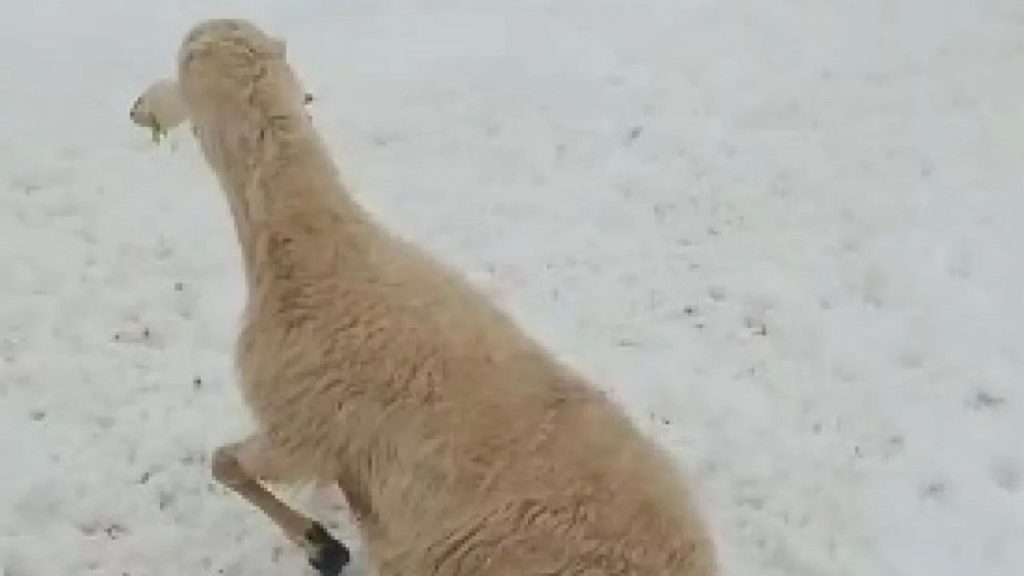 Kar Yağışı Hayvan Çiftliğini Vurdu, Küçükbaşlar Zarar Gördü