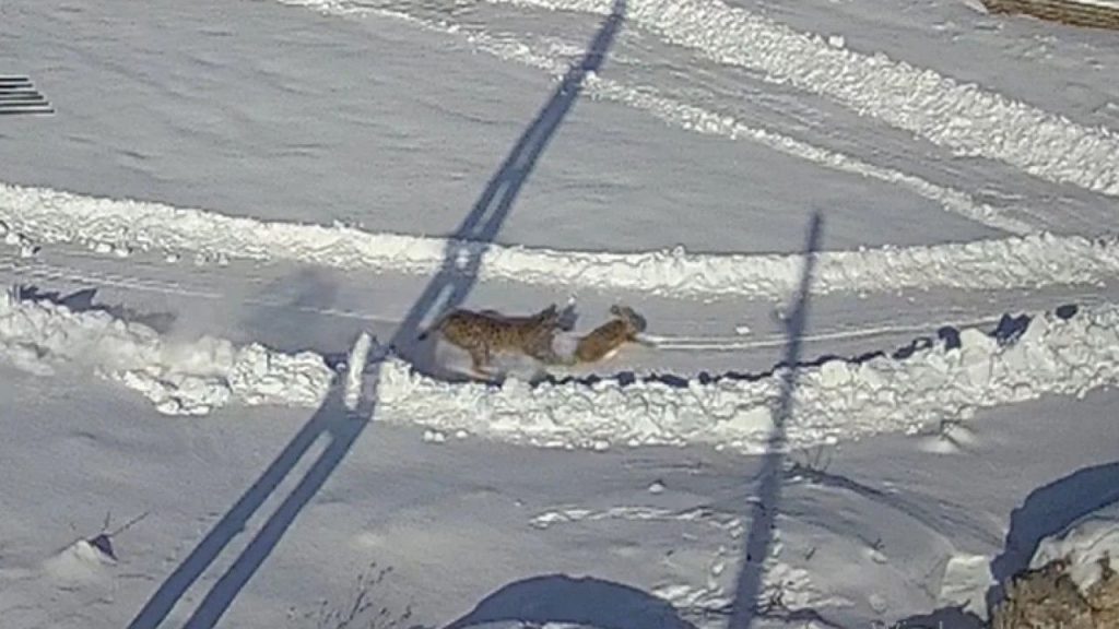 Kış aylarında orman hayvanlarının ziyaret ettiği Kılıçköy’e vaşak indi