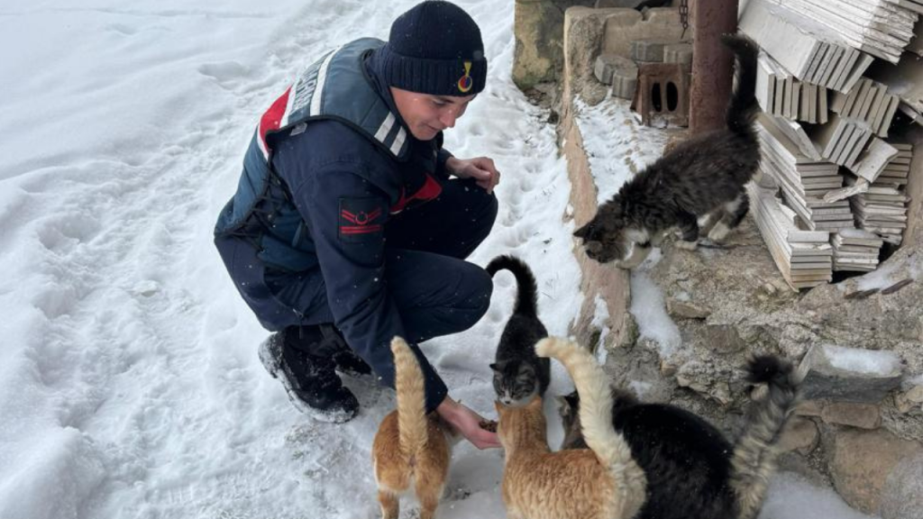 Kışın Nüfusu Olmayan Köylerde Sokak Hayvanları Yalnız Bırakılmıyor