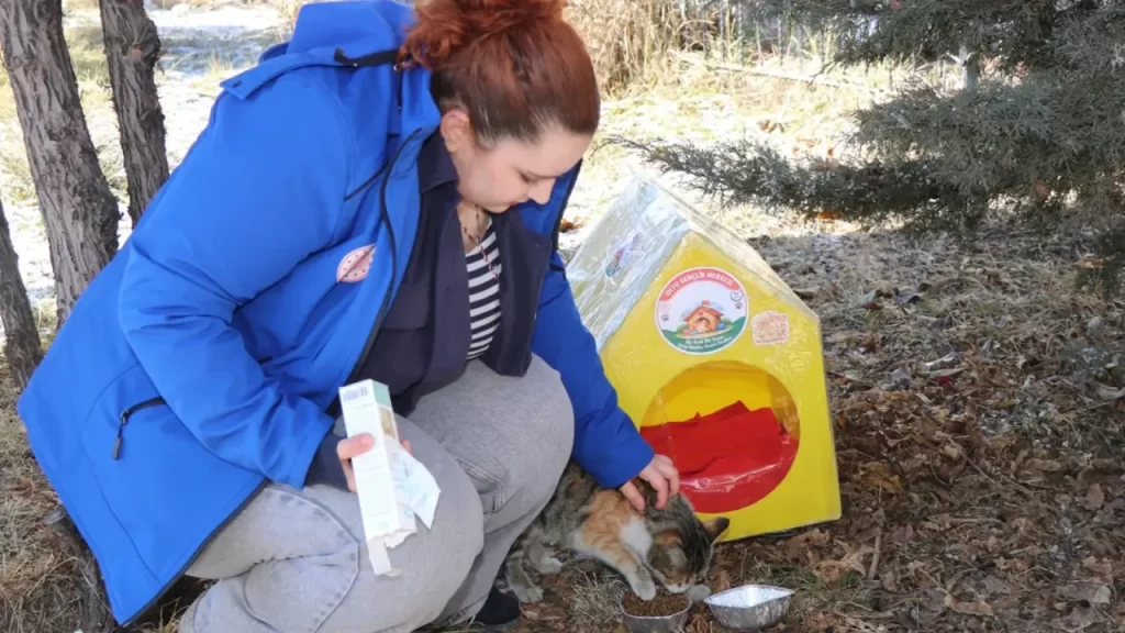 Oltu’da Sokak Kedileri İçin Kış Hazırlığı ve Gönüllü Etkinlikleri