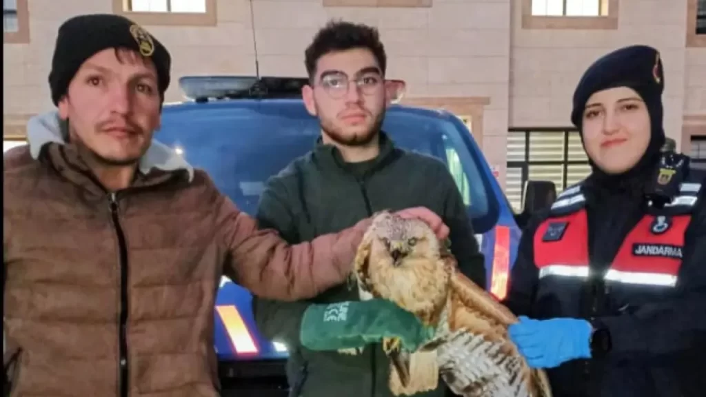 Salıca Köyünde Yaralı Şahin Jandarma ve Doğa Koruma Ekiplerince Kurtarıldı