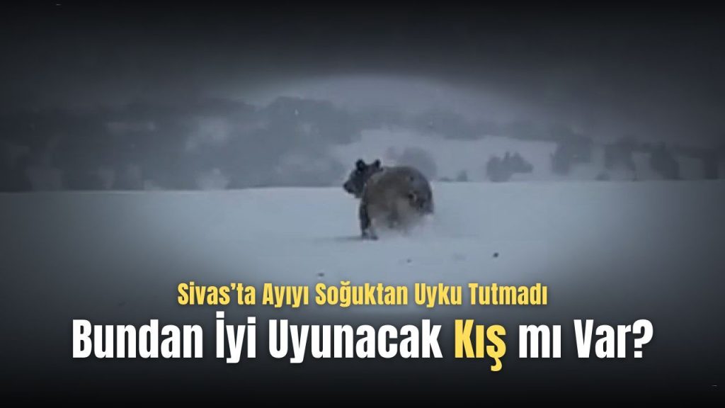 Sivas’ta Ayı Görüntüleri Güvenlik Kamerasında Kaydedildi