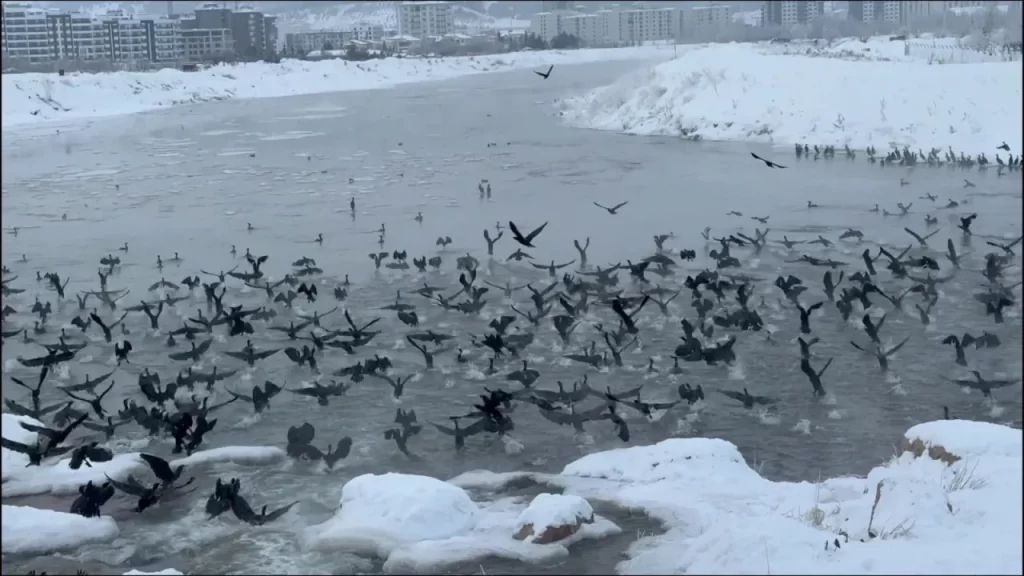 Sivas’ta Karabataklar Diken Üstesinden Geliyor