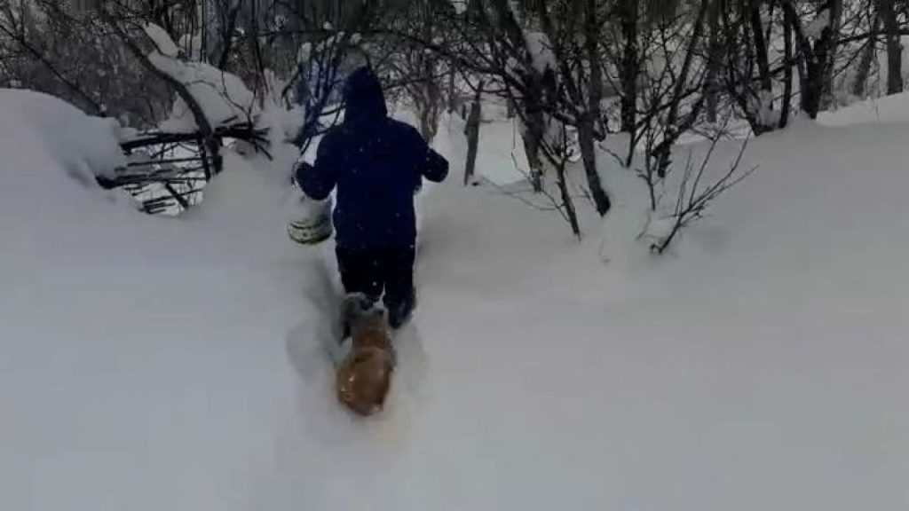 Sivas’ta Kış Koşullarında Hayvancılık Zorlukları