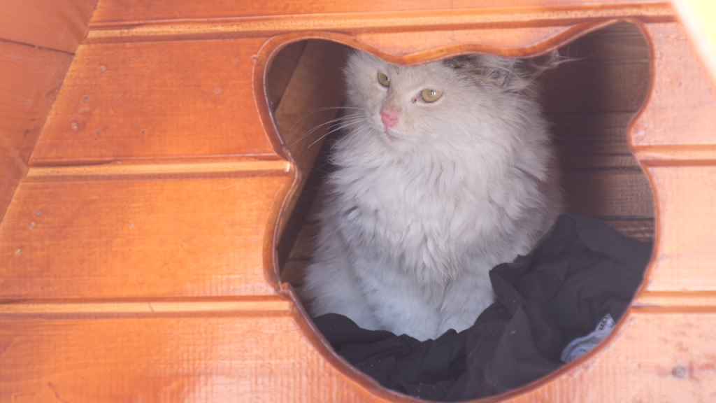 Sivas’ta Soğuk Havalarda Sokak Hayvanları İçin Kedi Evleri Artırıldı