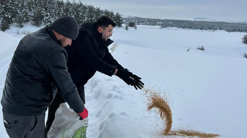 Sivas’ta Yaban Hayvanlarına Kış Desteği Çalışması