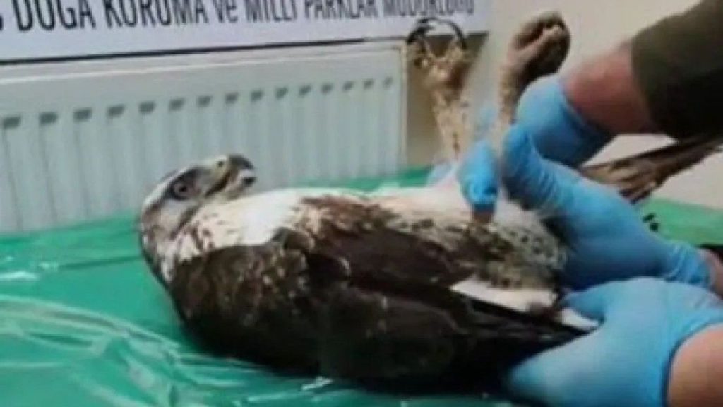 Sivas’ta Yaralı Bayağı Şahin Kurtarılarak Doğaya Salındı
