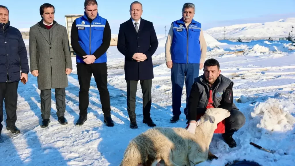 Sivas’ta yoğun kar altında şükür kurbanı kesildi
