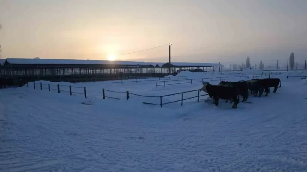 Sivas’ta yoğun kar yağışı nedeniyle hayvan pazarı kapatıldı