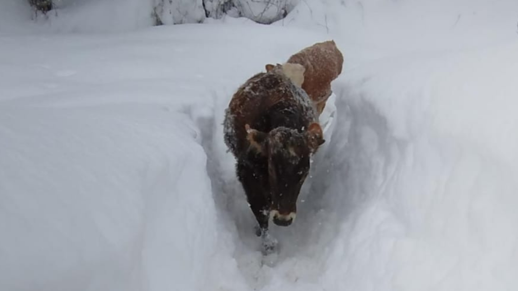 Sivas’ta yoğun kar yağışı yaşamı olumsuz etkiliyor
