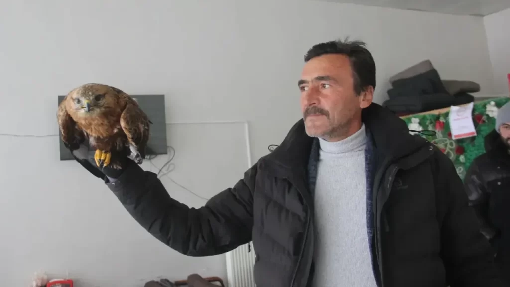 Zara’da Kara Düşen Kızıl Şahin Kurtarıldı