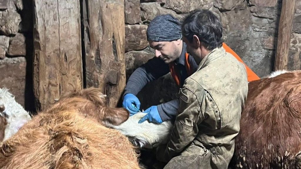 2026 İlkbahar Şap Aşılama Çalışmaları Başladı